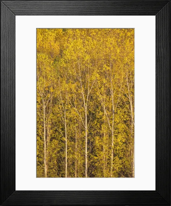 Framed Print : Picture No. 11808873 Framed Print : Picture No. 11808873