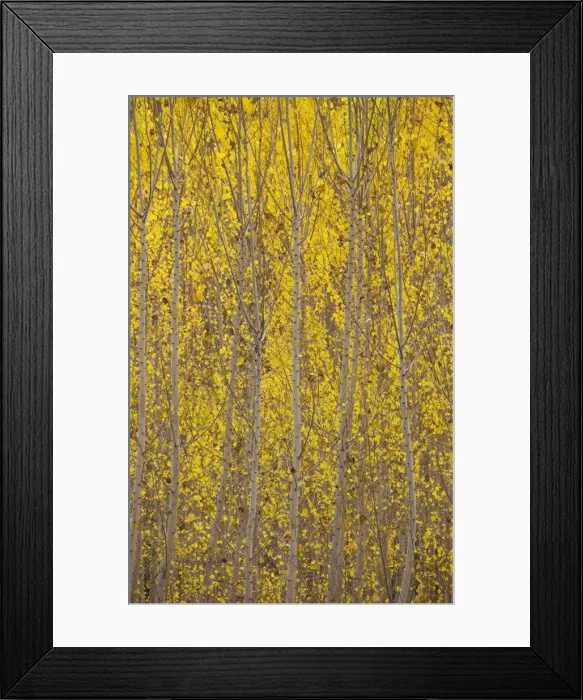 Framed Print : Picture No. 11808874 Framed Print : Picture No. 11808874