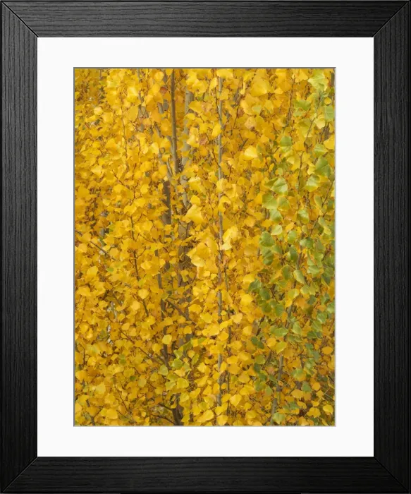 Framed Print : Picture No. 11808876 Framed Print : Picture No. 11808876