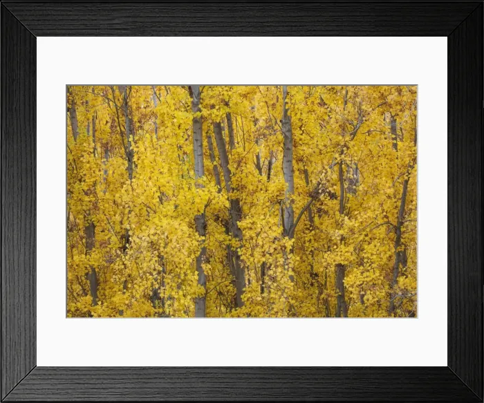 Framed Print : Picture No. 11808877 Framed Print : Picture No. 11808877