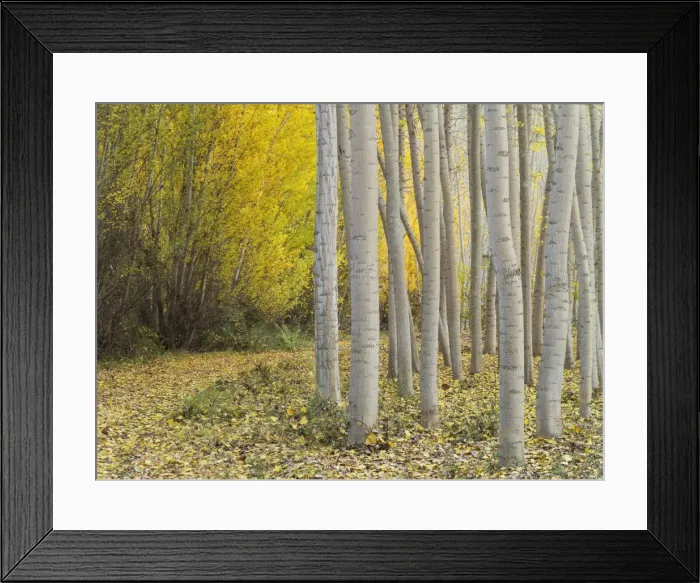 Framed Print : Picture No. 11808878 Framed Print : Picture No. 11808878