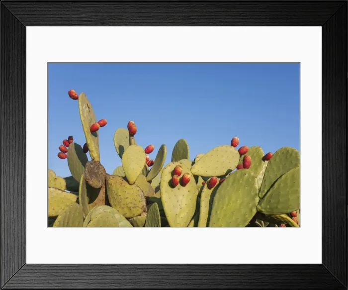 Framed Print : Picture No. 11808880 Framed Print : Picture No. 11808880