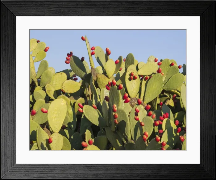 Framed Print : Picture No. 11808881 Framed Print : Picture No. 11808881