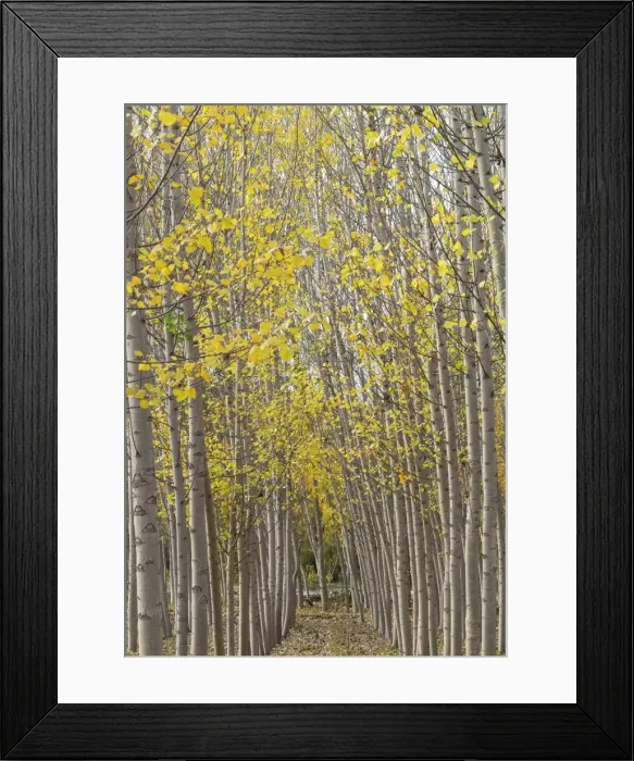 Framed Print : Picture No. 11808879 Framed Print : Picture No. 11808879