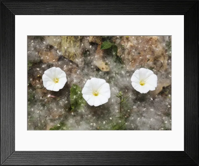 Framed Print : Picture No. 11808882 Framed Print : Picture No. 11808882