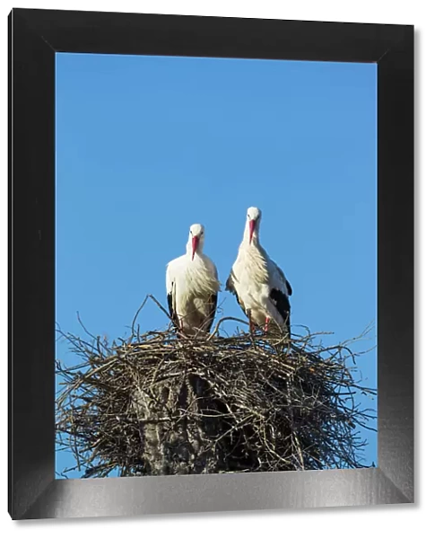 White Stork pair on their nest Do& xf1;ana National... White Stork pair on their nest Do& xf1;ana National