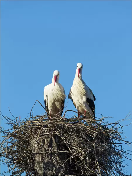 White Stork pair on their nest Do& xf1;ana National... White Stork pair on their nest Do& xf1;ana National