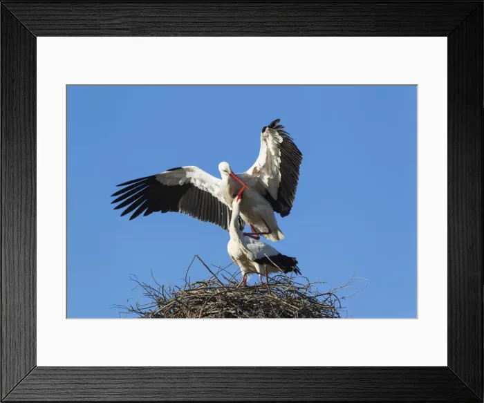 Framed Print : White Stork mating pair on their nest Do& xf1;ana Nat... White Stork mating pair on their nest Do& xf1;ana Nat Framed Print : White Stork mating pair on their nest Do& xf1;ana Nat... White Stork mating pair on their nest Do& xf1;ana Nat