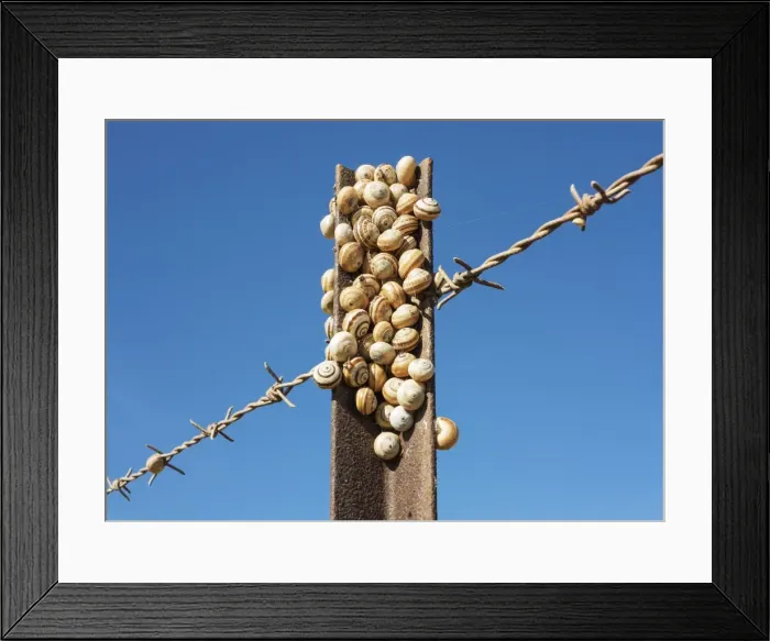 Framed Print : Picture No. 11808896 Framed Print : Picture No. 11808896