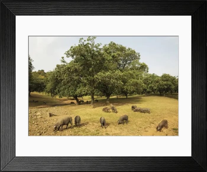 Framed Print : Picture No. 11808898 Framed Print : Picture No. 11808898