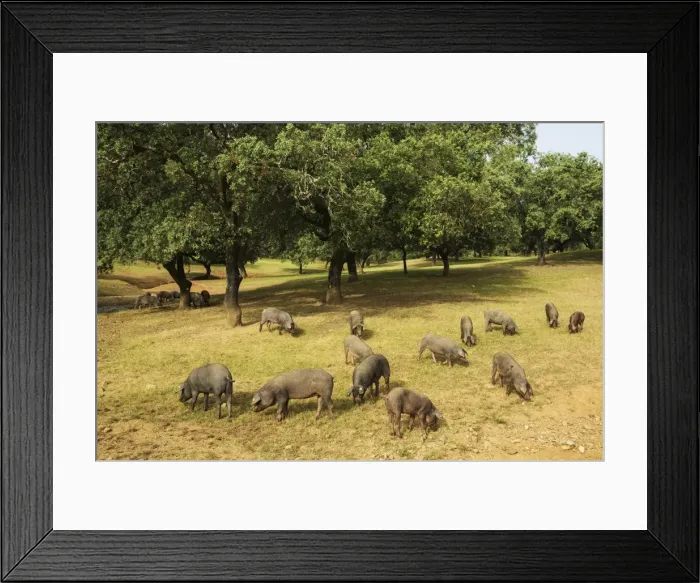 Framed Print : Picture No. 11808899 Framed Print : Picture No. 11808899