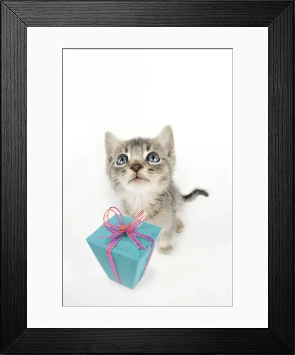 Framed Print : Cat - 6 week old Somali cross Asian kitten with present. Digital Manipulation: present JD Framed Print : Cat - 6 week old Somali cross Asian kitten with present. Digital Manipulation: present JD