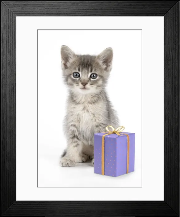Framed Print : Cat - 6 week old Somali cross Asian kitten with present Digital Manipulation: present JD Framed Print : Cat - 6 week old Somali cross Asian kitten with present Digital Manipulation: present JD
