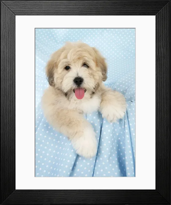 Framed Print : Dog. Teddy dog Framed Print : Dog. Teddy dog