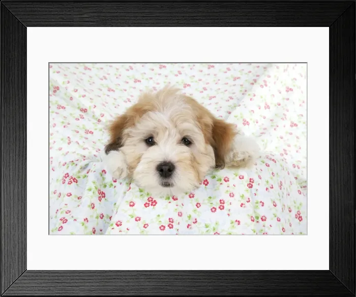 Framed Print : Dog. Teddy dog Framed Print : Dog. Teddy dog