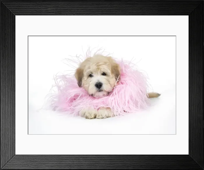 Framed Print : Dog. Teddy dog in pink scarf
