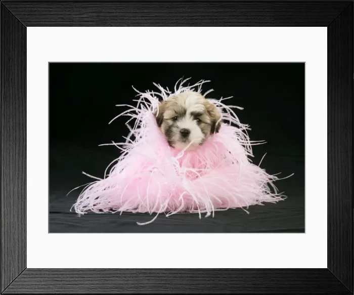 Framed Print : Teddy Bear Dog - puppy (8 weeks old) with black background and pink scarf Framed Print : Teddy Bear Dog - puppy (8 weeks old) with black background and pink scarf