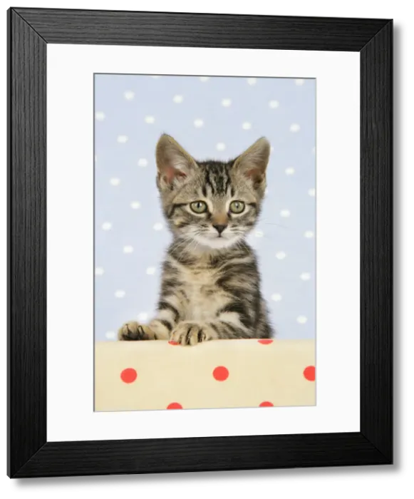 Framed Print : Cat - Tabby kitten Framed Print : Cat - Tabby kitten