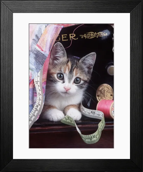 Framed Print : Cat - Kitten with sewing machine and tape measure Framed Print : Cat - Kitten with sewing machine and tape measure