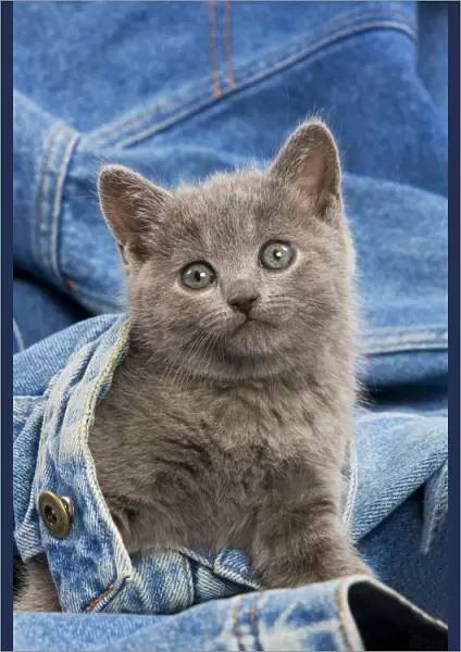 Cat - grey Chartreux kitten on jean material