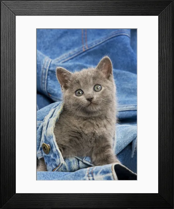 Framed Print : Cat - grey Chartreux kitten on jean material Framed Print : Cat - grey Chartreux kitten on jean material