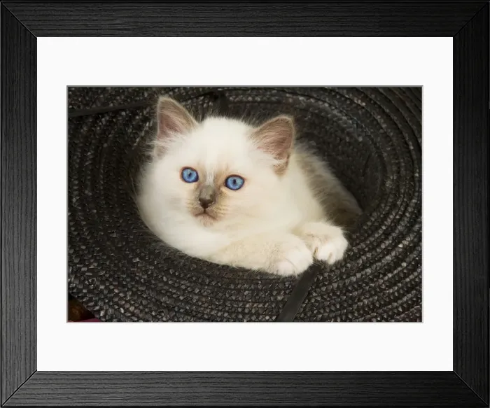 Framed Print : Cat - Birman kitten in hat Framed Print : Cat - Birman kitten in hat