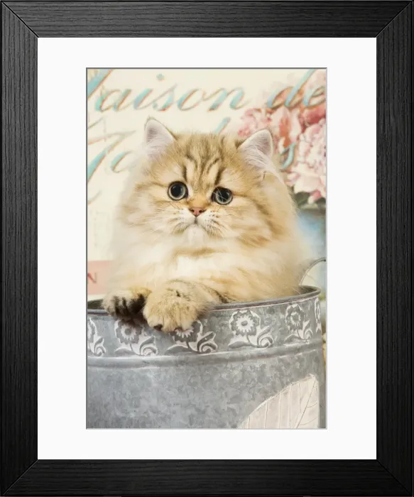 Framed Print : Cat - Persian kitten in flowerpot Framed Print : Cat - Persian kitten in flowerpot