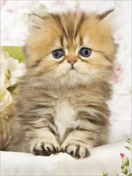 Cat - Golden shaded Persian kitten