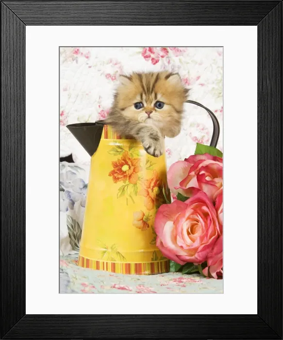 Framed Print : Cat - Golden shaded Persian kitten in water jug Framed Print : Cat - Golden shaded Persian kitten in water jug