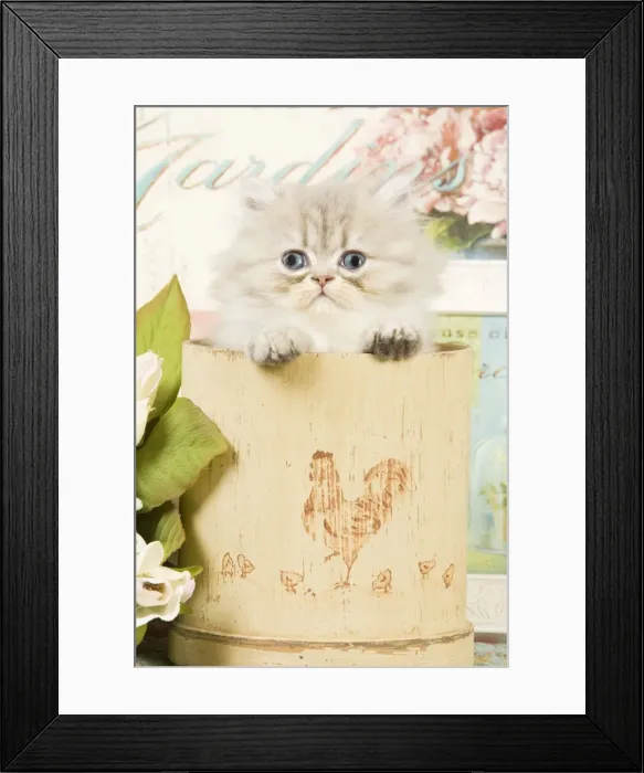 Framed Print : Cat - Persian kitten in pot Framed Print : Cat - Persian kitten in pot