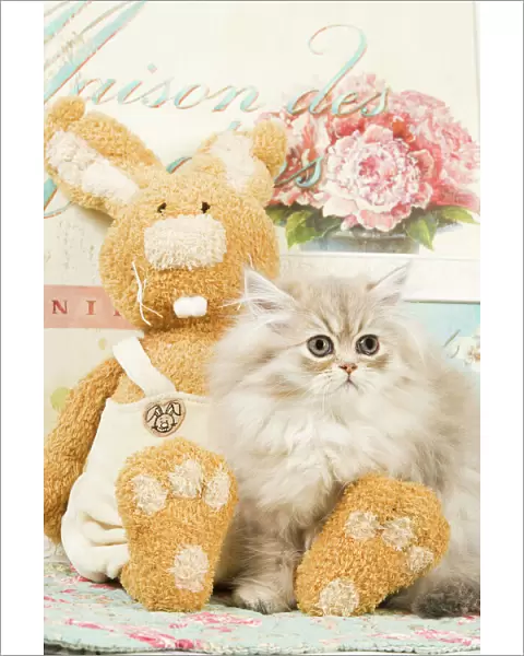 Cat - Persian kitten by rabbit cuddly toy