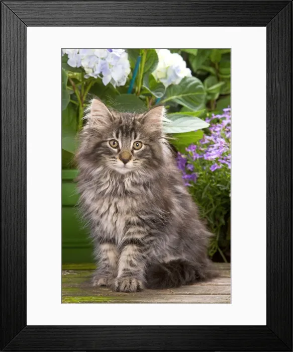 Framed Print : Cat - Norwegian Forest Kitten sitting with flowers Framed Print : Cat - Norwegian Forest Kitten sitting with flowers