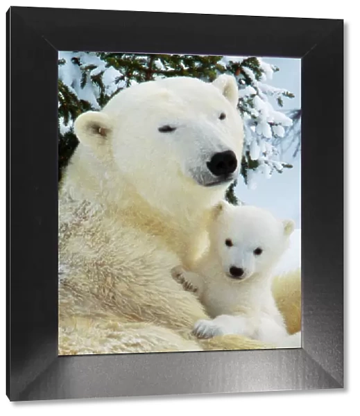 Polar Bear - with cubs Canada