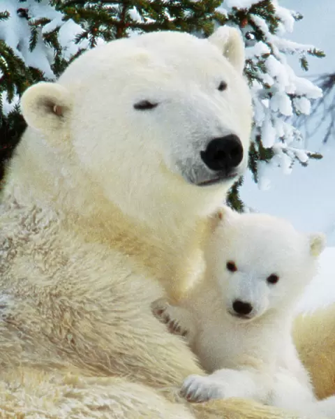 Polar Bear - with cubs Canada