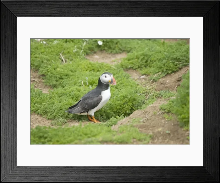 Framed Print : Puffin - by burrow Skomer Island Pembrokeshire West Wales UK