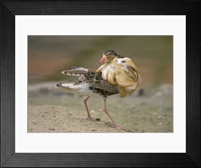 Framed Print : Ruff - Pensthorpe Conservation Centre Fakenham Norfolk UK Framed Print : Ruff - Pensthorpe Conservation Centre Fakenham Norfolk UK