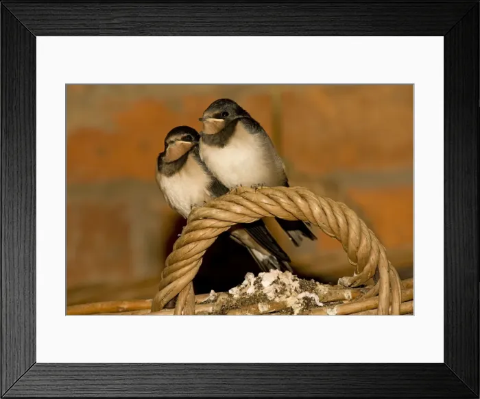 Framed Print : Swallows - Two young perched on basket handle. Cotswolds Uk Framed Print : Swallows - Two young perched on basket handle. Cotswolds Uk