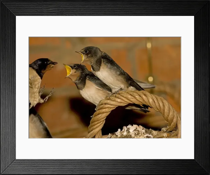 Framed Print : Swallow - mother feeding two young perched on basket handle Cotswolds Uk Framed Print : Swallow - mother feeding two young perched on basket handle Cotswolds Uk