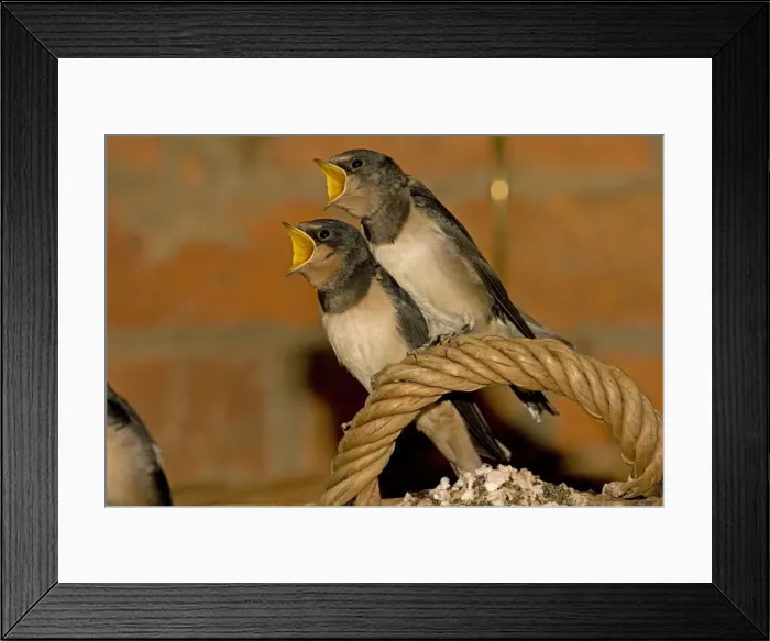 Framed Print : Swallow - two young with mouths open begging perched on basket handle Cotswolds Uk Framed Print : Swallow - two young with mouths open begging perched on basket handle Cotswolds Uk