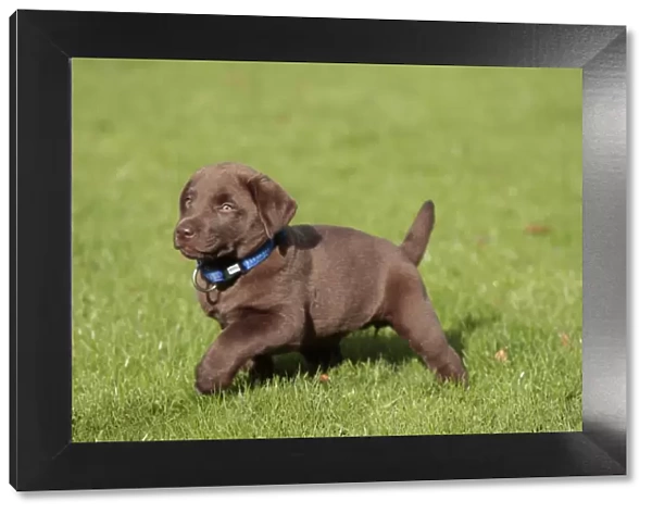 Dog - Chocolate Labrador - puppy outside. Bewdley Worcs UK