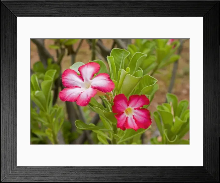 Framed Print : Desert Rose - close-up of flowers. Mombasa, Kenya, Africa Framed Print : Desert Rose - close-up of flowers. Mombasa, Kenya, Africa
