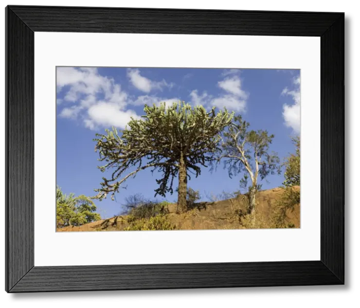 Framed Print : Tree - Candelabra euphorbia in Tsavo National Park West, Kenya, East Africa Framed Print : Tree - Candelabra euphorbia in Tsavo National Park West, Kenya, East Africa
