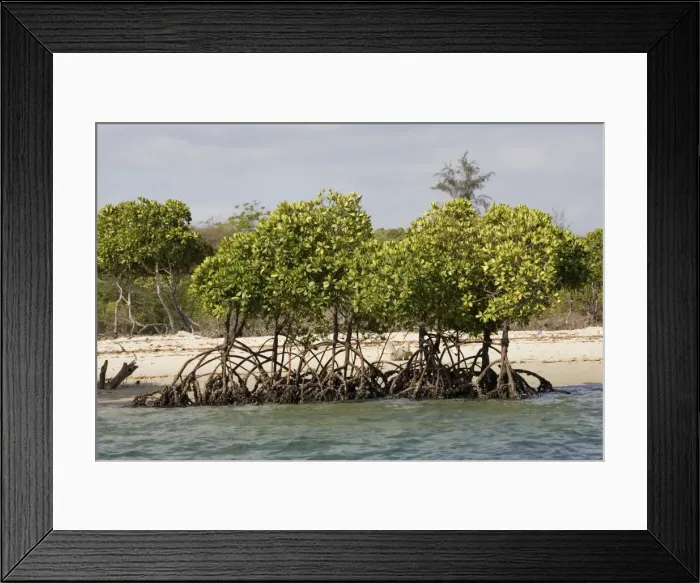 Framed Print : Red mangroves - along coastline at Lamu, Kenya, Africa Framed Print : Red mangroves - along coastline at Lamu, Kenya, Africa