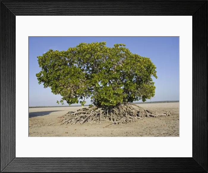 Framed Print : Red mangroves at Mida Creek, near Watamu, Kenya, Africa Framed Print : Red mangroves at Mida Creek, near Watamu, Kenya, Africa