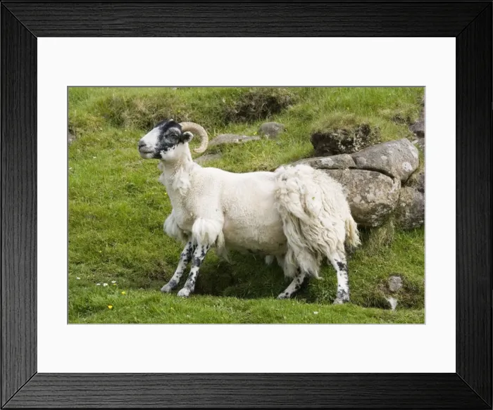 Framed Print : Black-faced sheep rubbing off fleece against rock, Mull, Scotland, UK Framed Print : Black-faced sheep rubbing off fleece against rock, Mull, Scotland, UK
