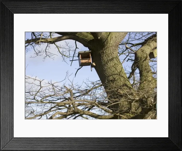 Framed Print : Kestrel nesting box fixed to side of large oak tree Cotswolds UK Framed Print : Kestrel nesting box fixed to side of large oak tree Cotswolds UK