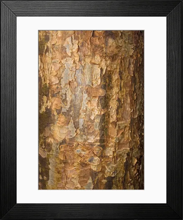 Framed Print : Bark of Paperback maple Acer griseum Worcetsershire UK Framed Print : Bark of Paperback maple Acer griseum Worcetsershire UK