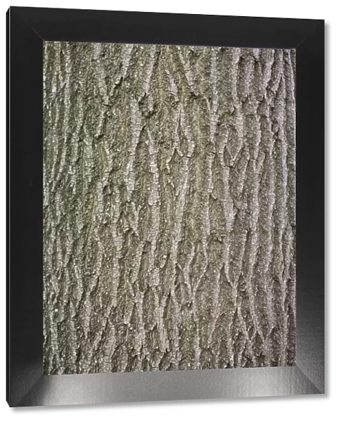 Bark of Common ash - Worcestershire UK