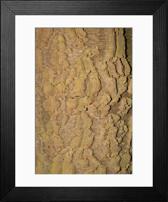 Framed Print : Bark of Monkey Puzzle tree - Worcestershire UK Framed Print : Bark of Monkey Puzzle tree - Worcestershire UK