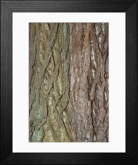 Framed Print : Bark of Sweet chestnut - Worcestershire UK Framed Print : Bark of Sweet chestnut - Worcestershire UK